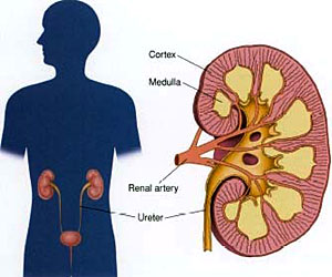 http://www.health32.com/wp-content/uploads/2010/08/Kidney-Disorders.jpg