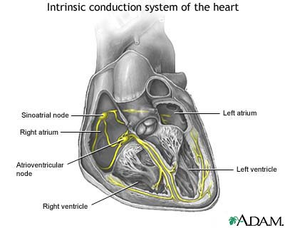Holter Heart Monitor. Conduction system of the heart