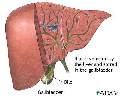 bile-produced-in-the-liver.jpg