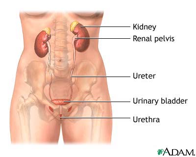 Could Celexa cause Urinary tract infection? - eHealthMe