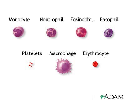 http://www.health32.com/wp-content/uploads/2010/11/blood-cells.jpg