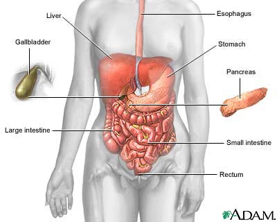 http://www.health32.com/wp-content/uploads/2010/11/digestive-system.jpg
