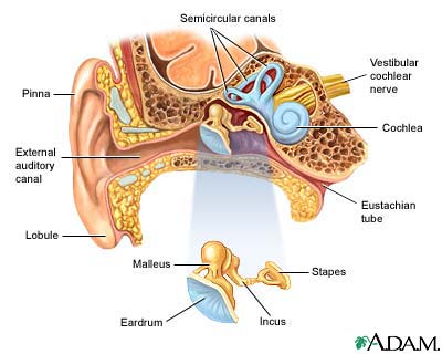http://www.health32.com/wp-content/uploads/2010/11/ear-anatomy1.jpg