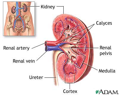 http://www.health32.com/wp-content/uploads/2010/11/kidney-anatomy-1.jpg