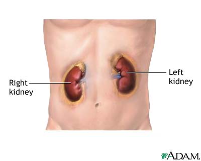 http://www.health32.com/wp-content/uploads/2010/11/kidneys.jpg