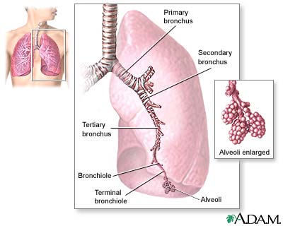 http://www.health32.com/wp-content/uploads/2010/11/lungs.jpg