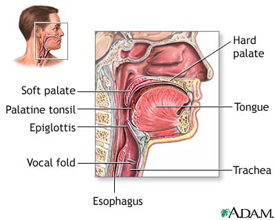http://www.health32.com/wp-content/uploads/2010/11/throat-anatomy.jpg