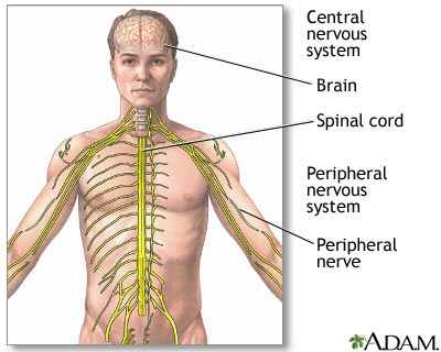 http://www.health32.com/wp-content/uploads/2010/12/central-nervous-system.jpg