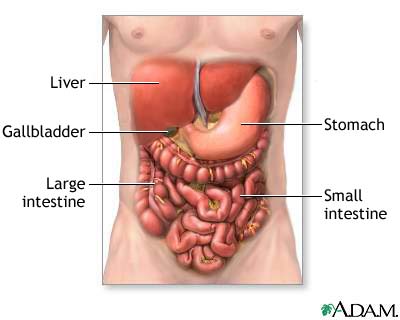 http://www.health32.com/wp-content/uploads/2010/12/digestive-system-organs.jpg