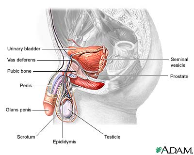 http://www.health32.com/wp-content/uploads/2010/12/male-reproductive-anatomy.jpg