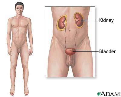 http://www.health32.com/wp-content/uploads/2010/12/male-urinary-system1.jpg