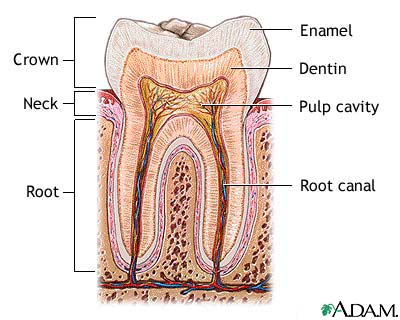 http://www.health32.com/wp-content/uploads/2010/12/tooth-anatomy-1.jpg